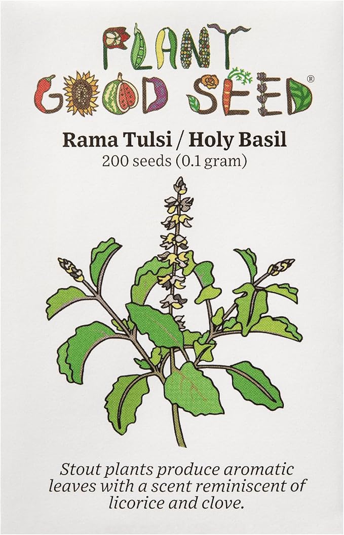 Plant Good Seed Rama Holy Basil Seeds for Planting: Traditional Tea Herb, Fragrant Purple Green Tulasi - 200 Seed Packet