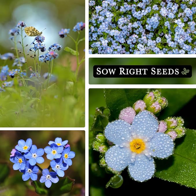 Sow Right Seeds - Bulk Forget-Me-Not Flower Seeds for Planting - 1 Ounce, 5300 Seeds - Non-GMO Heirloom Jumbo Pack with Instructions - Attract Butterflies - Grow Loads of Flowers for Pollinators…