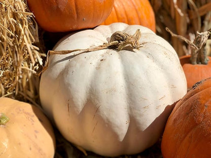 Park Seed Super Moon F1 Pumpkin Seeds – Non-GMO, AAS-Winning White Pumpkins for Carving, Decorating & Cooking, Powdery Mildew Resistant, 25–50 lb Fruits, Pack of 10