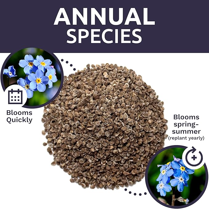 Chinese Forget Me Not Wildflower Seeds - Bulk 1/4 Pound Bag - Over 22,000 Open Pollinated Seeds - Blue Cynoglossum amabile