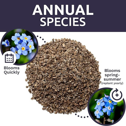 Chinese Forget Me Not Wildflower Seeds - Bulk 1/4 Pound Bag - Over 22,000 Open Pollinated Seeds - Blue Cynoglossum amabile