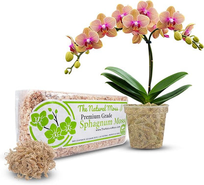 Inc Premium Chilean Sphagnum Moss 150 Grams/0.33 pounds, Premium Moss Dried, Long Fiber Moss Perfect for Healthy Orchids & Plants Growth repotting