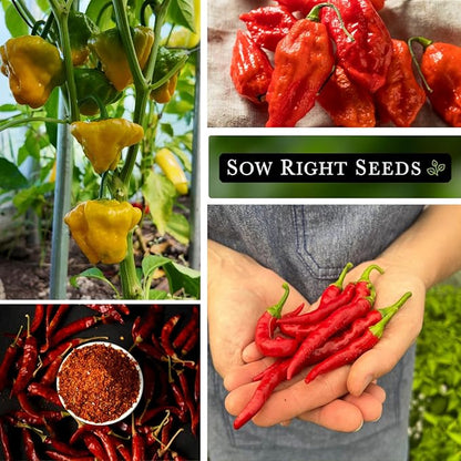 Sow Right Seeds - Hot Pepper Seed Collection for Planting - Includes Orange Habanero, Ghost, Thai, Cayenne, Tabasco, Scotch Bonnet - Non-GMO Heirloom Varieties to Plant a Home Vegetable Garden