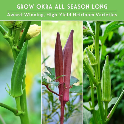 Survival Garden Seeds Okra Seed Collection for Planting – 3 Packets – Grow Clemson Spineless, Emerald & Red Burgundy Okra Plants in Your Home Vegetable Garden – Non-GMO Heirloom Variety Seeds