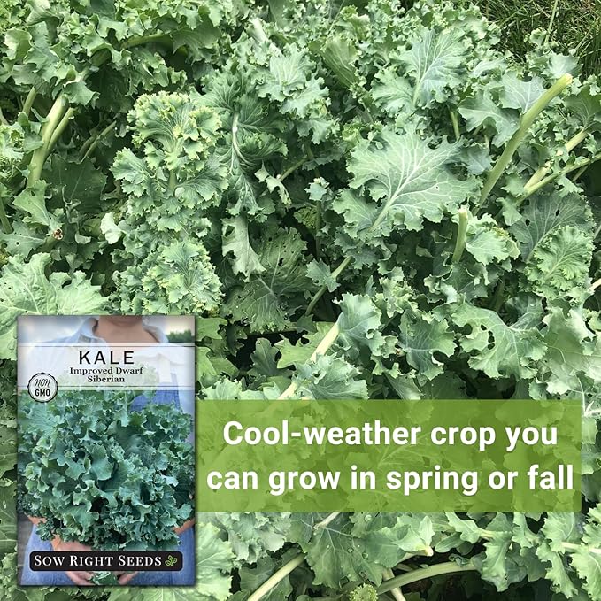 Sow Right Seeds - Dwarf Siberian Improved Kale Seed for Planting - Non-GMO Heirloom Packet with Instructions to Plant a Home Vegetable Garden - Very Nutritious Superfood - Classic Variety (4)