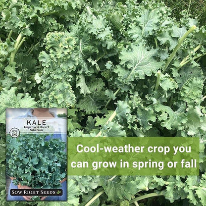 Sow Right Seeds - Dwarf Siberian Improved Kale Seed for Planting - Non-GMO Heirloom Packet with Instructions to Plant a Home Vegetable Garden - Very Nutritious Superfood - Classic Variety (2)