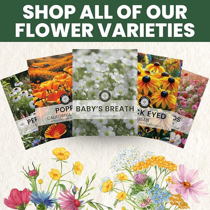Baby’s Breath – 90,000 Seeds for Planting – 2026 Season – 4 Ounce Pouch