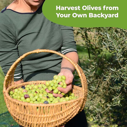 Liquid Olive Tree Fertilizer by Perfect Plants | Olive Plant Food for Real Indoor Trees or Outdoor Growing | High Level Nutrient Content to Boost Flowering & Fruit Production