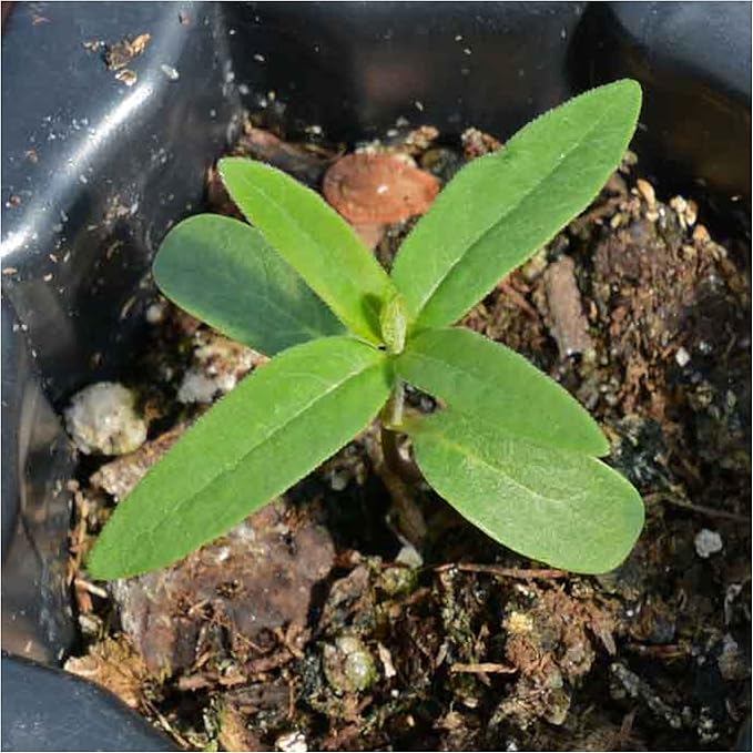 Seed Needs, Pink Common Milkweed Seeds - 100 Heirloom Seeds for Planting Asclepias syriaca - Perennial Flowers to Attract Monarch Butterflies & Other Pollinators (2 Packs)
