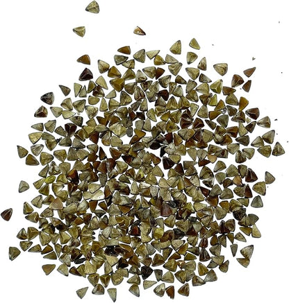 Seed Needs, Bells of Ireland Seeds - 400 Heirloom Seeds for Planting Molucella laevis - Green Bell Shaped Flowers, Perfect as a Cut Flower, Attracts Pollinators (5 Packs)