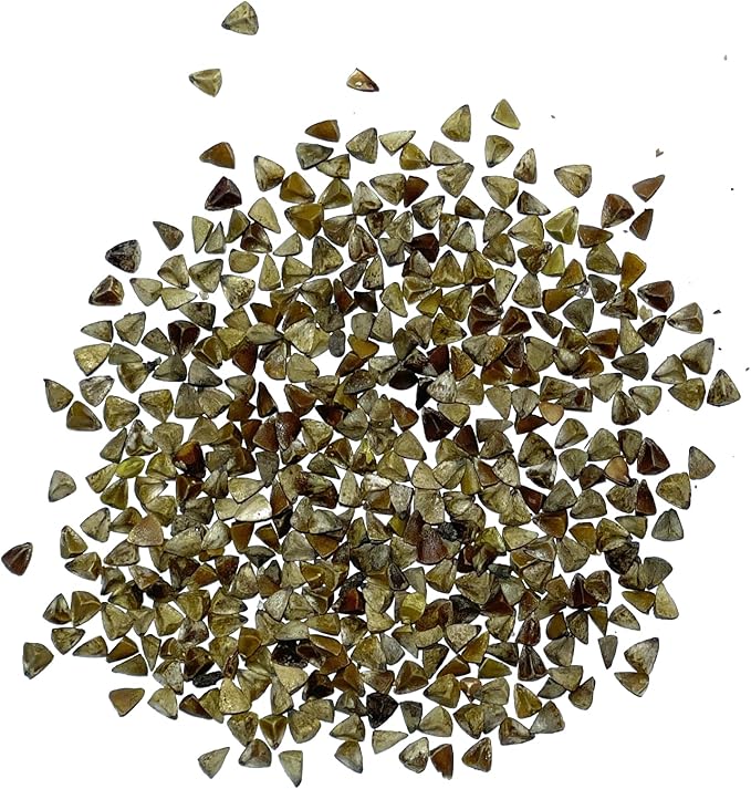 Seed Needs, Bells of Ireland Seeds - 400 Heirloom Seeds for Planting Molucella laevis - Green Bell Shaped Flowers, Perfect as a Cut Flower, Attracts Pollinators (2 Packs)