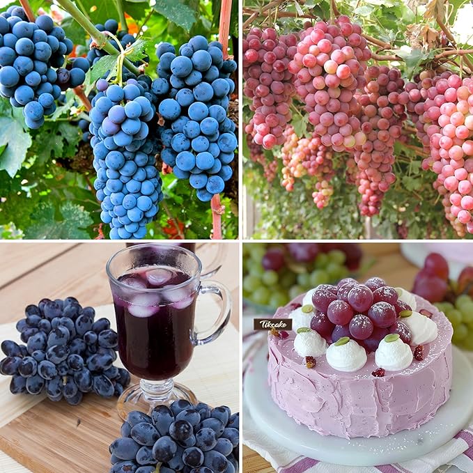 Mix Organic Grape Seeds for Planting Outdoor, 50pcs Perennial Organic Grapes Fruit Seeds Sweet Edible Plants, Non-GMO Heirloom Sweet Juicy Fruits Plants in Your Home Garden