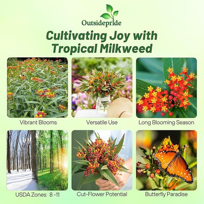 Outsidepride Tropical Milkweed Seeds - 2000 Pcs Perennial, Heat & Humid Tolerant, Pollinator-Friendly Wildflower Seeds, Ideal for Monarch Butterflies, Cut Flowers, Borders, or Meadows