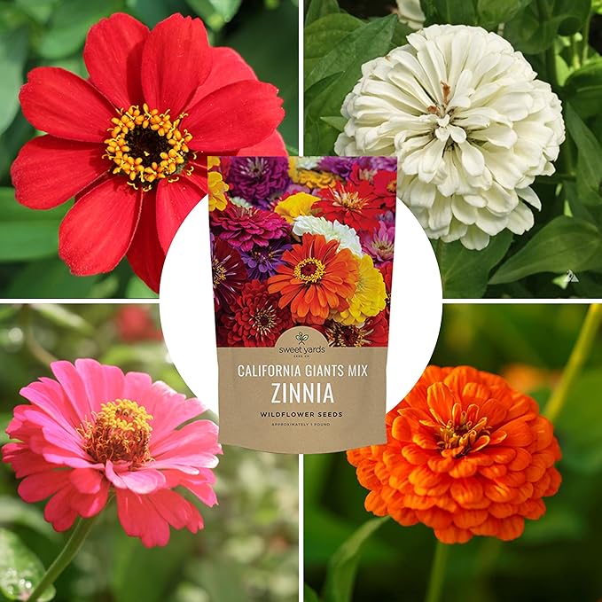 Bulk Zinnia Seeds - California Giants Mix - 5 Pounds - Over 240,000 Flower Seeds - Mixed Colors and Large Blooms
