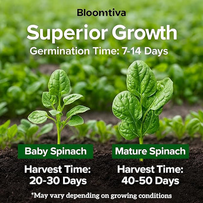 Bloomsdale Spinach Seeds for Planting Outdoors and Indoors - 715 Heirloom 𝗡𝗢𝗡-𝗚𝗠𝗢 Spinach Seeds for Hydroponics – High Germination Rate - Made in 𝗨𝗦𝗔 (Spinacia Oleracea)