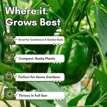 California Wonder 300 TMR Bell Pepper Seeds for Planting - Heirloom, Non-GMO Sweet Bell Peppers, Thick-Walled & Reliable, Home Garden Seeds | Woods Creek Seeds