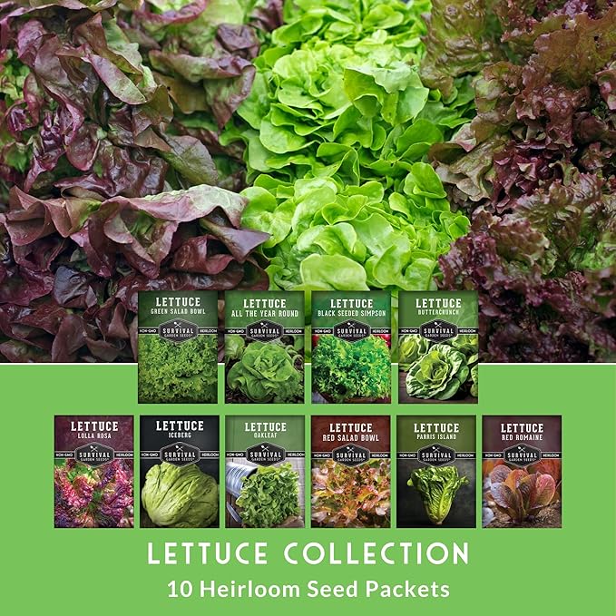 Lettuce Seeds for Planting | 10 Heirloom Lettuces – Buttercrunch, Romaine, Iceberg, Oakleaf, Simpson, Salad Bowl, Lolla Rossa & More | Survival Garden Seeds