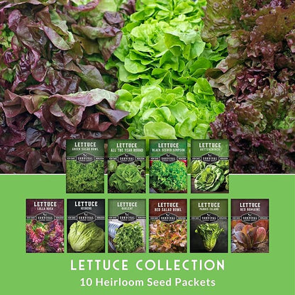 Lettuce Seeds for Planting | 10 Heirloom Lettuces – Buttercrunch, Romaine, Iceberg, Oakleaf, Simpson, Salad Bowl, Lolla Rossa & More | Survival Garden Seeds