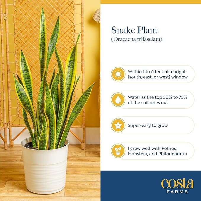 Costa Farms Live Snake Plant, Sansevieria, Easy Care House Plant in Premium Decor Pot, Houseplant in Potting Soil Mix, Succulent Plant Gift for Housewarming, Office and Home Decor, 2-3 Feet Tall