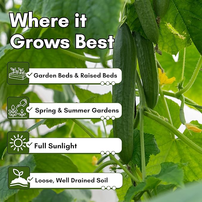 Straight Eight Cucumber Seeds for Planting - Heirloom, Non-GMO Slicing Cucumber Seeds for Outdoor Gardens, Crisp Straight Cucumbers for Fresh Eating | Woods Creek Seeds