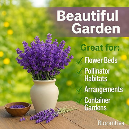Premium English Lavender Seeds – 2,000 Non-GMO, USA-Grown Herb Seeds for Indoor & Outdoor Planting – High Germination Wildflower (Lavandula angustifolia)