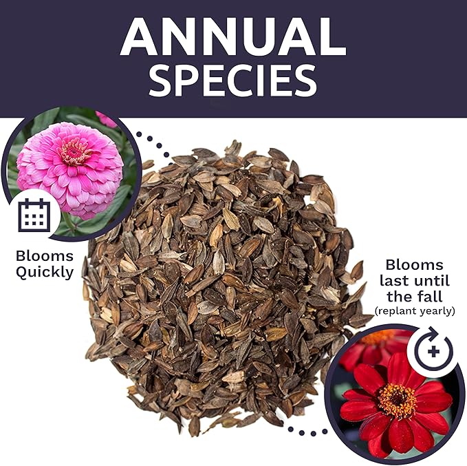 Bulk Zinnia Seeds - California Giants Mix - 5 Pounds - Over 240,000 Flower Seeds - Mixed Colors and Large Blooms