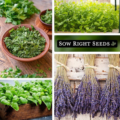 Sow Right Seeds - Most Popular Herb Seed Collection for Planting - Mint, Lavender, Sweet Basil, Cilantro, and Parsley - 5 Packets with Instructions to Grow a Home Kitchen Garden or Hydroponics