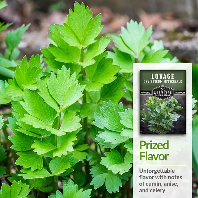 Survival Garden Seeds - Lovage Seed for Planting - 2 Packs with Instructions to Plant and Grow Perennial Levisticum Officinale Culinary Herb in Your Home Vegetable Garden - Non-GMO Heirloom Variety