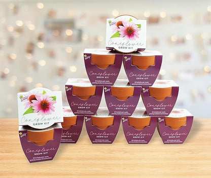 BUZZY Seeds Coneflower Mini Grow Pots 12-Pack – Terracotta Flower Starter Kit, DIY Gardening Project, Indoor-Outdoor Plant Gift