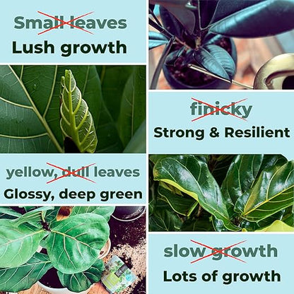 Fiddle Leaf Fig Plant Food - Fiddle Leaf Treats | Urea-Free Fertilizer | Fast Acting for Bigger Leaves and Stress Tolerance, 4X More Concentrated Than Liquid Plant Food | for All Ficus Plants