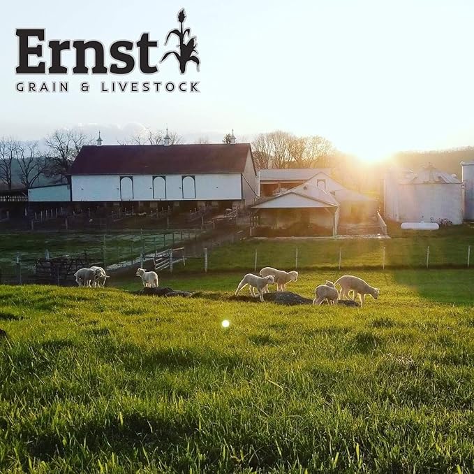 Ernst Grain & Livestock Black Oil Sunflower Seeds - Birdseed for Outside Feeders Wild Bird Food - Ideal Bird Seed for Cardinals, Woodpeckers and More - Non-GMO, 25lb