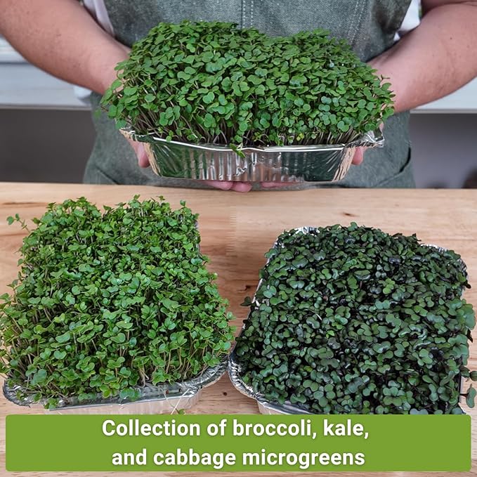 Sow Right Seeds - Superfood Microgreen Seed Mix for Growing - Instructions to Quickly Sprout Your Own Healthy Microgreens - Plant indoors with no special equipment - Non-GMO Seeds for Sprouting