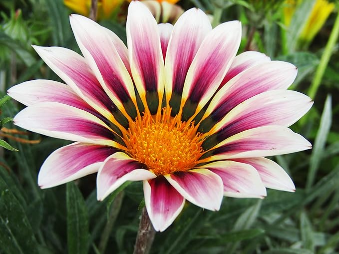 Seeds Treasure Flower Mix- Gazania - Annual Flowers for Planting - GMO Free