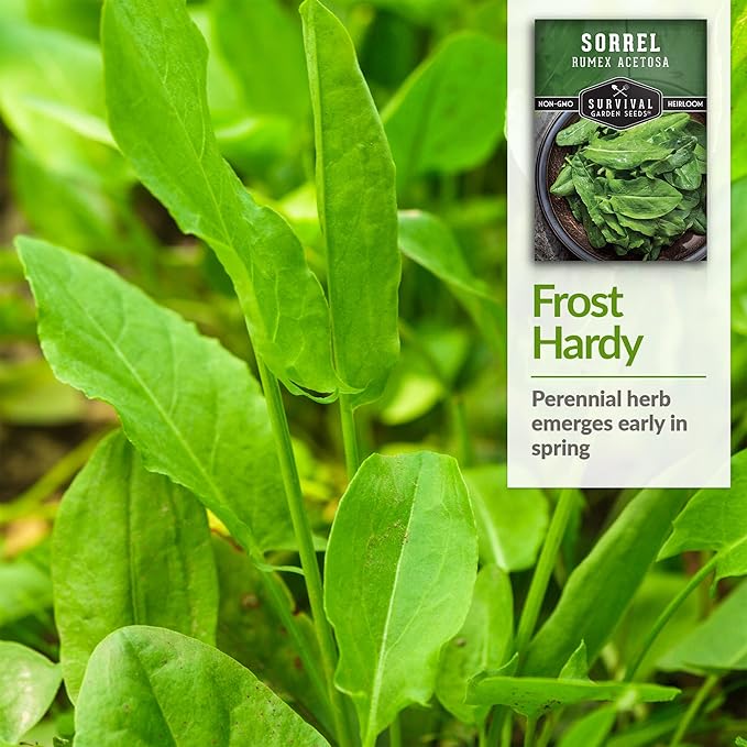 5 Packs Sorrel Seed for Planting - Packet with Instructions to Plant and Grow Rumex Acetosa Tangy Herb and Salad Greens in Your Home Vegetable Garden - Non-GMO Heirloom Variety - Survival Garden Seeds