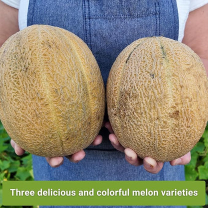 Sow Right Seeds - Cantaloupe Fruit Seed Collection for Planting - Individual Packets Honey Rock, Hales Best and Honeydew Melon - Non-GMO Heirloom Seeds to Plant an Outdoor Home Vegetable Garden