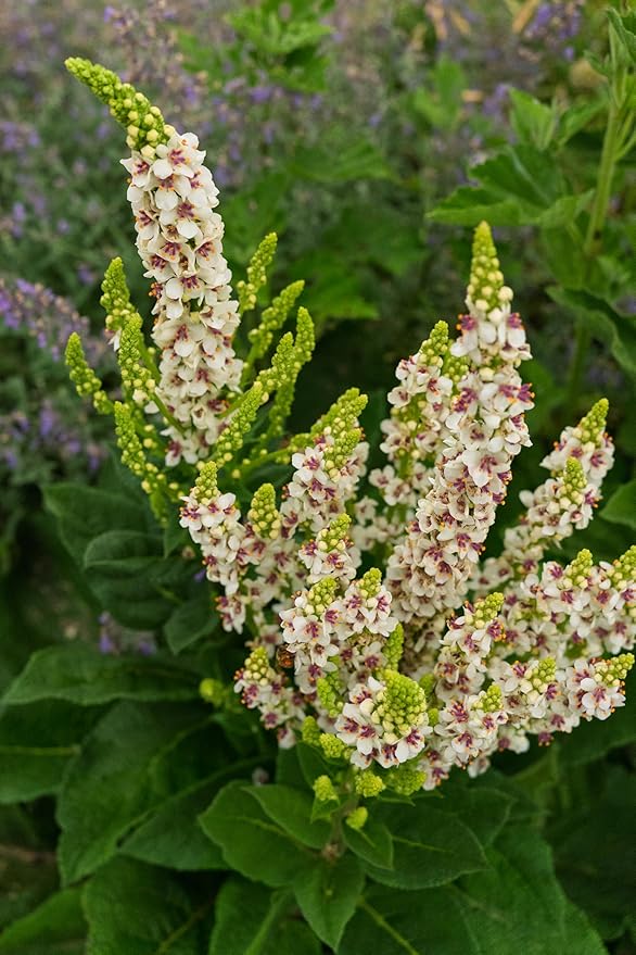 Plant Good Seed Organic Purple Throated Mullein Seeds for Planting: Medicinal Tea Herb, Pink and White Flowers - 250 Seed Packet