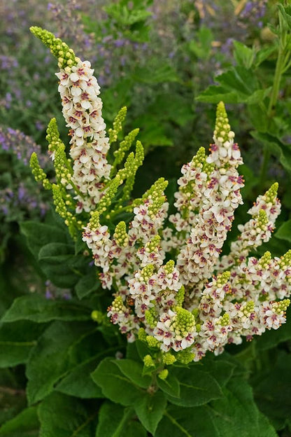 Plant Good Seed Organic Purple Throated Mullein Seeds for Planting: Medicinal Tea Herb, Pink and White Flowers - 250 Seed Packet