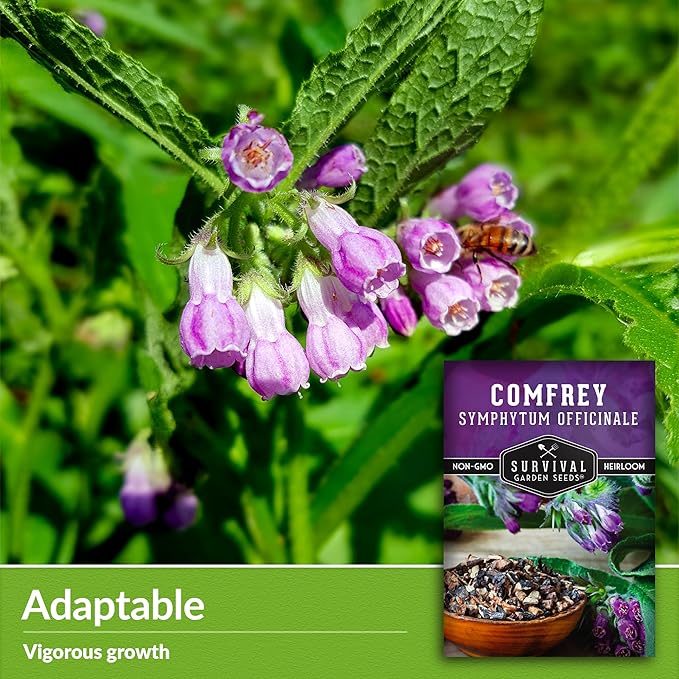 Comfrey Seeds for Planting - Symphytum Officinale Medicinal Perennial Herb for Compost Tea & Natural Skincare - True Slippery Root Non-GMO Heirloom - Survival Garden Seeds (3 Pack)