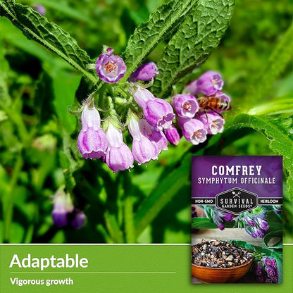 Comfrey Seeds for Planting - Symphytum Officinale Medicinal Perennial Herb for Compost Tea & Natural Skincare - True Slippery Root Non-GMO Heirloom - Survival Garden Seeds (1 Pack)