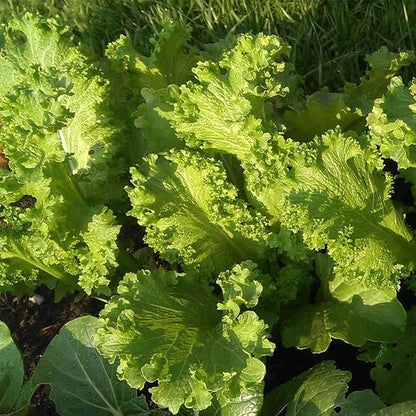 Southern Giant Curled Mustard Seeds: 5 Gram Packet - Non-GMO Seeds for Herb Gardening, Growing Microgreens, Vegetable Garden