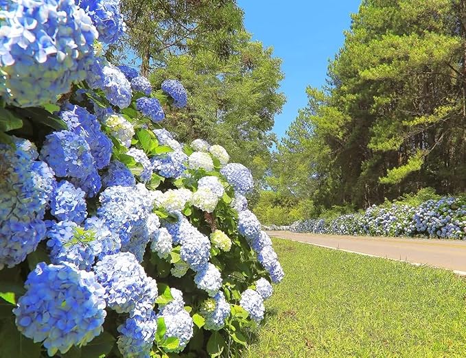 50Pcs Mixed Hydrangea Flower Seeds – Colorful Hortensia Garden Seeds for Planting – Easy to Grow Mophead Perennial Plants for Home Garden, Patio, Yard, and Landscaping Decoration