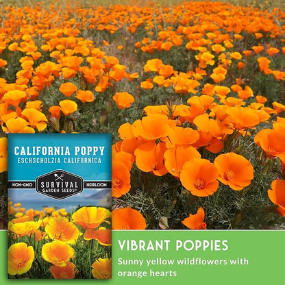 Survival Garden Seeds - California Poppy Seeds for Planting - 2 Packets with Instructions to Grow Eschscholzia Californica Plants in Your Home Flower Garden - Non-GMO Heirloom Wildflower Variety