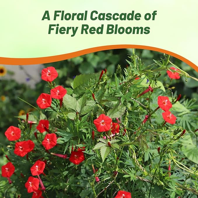 Outsidepride Climber Vine Seeds - 500 Pcs. Annual, Versatile, Hardy & Low Maintenance, Flower Seeds for Planting Vibrant Red Trumpet-Shaped Blooms, Great for Landscaping & Pollinator Gardens
