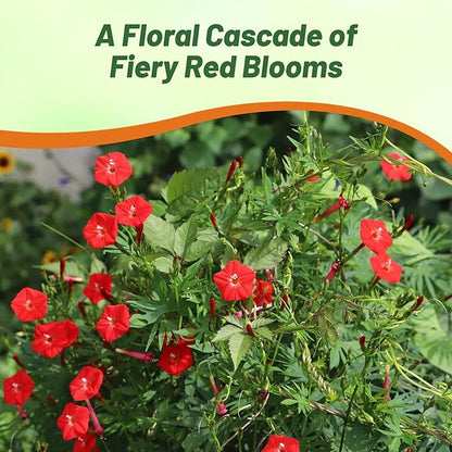 Outsidepride Climber Vine Seeds - 500 Pcs. Annual, Versatile, Hardy & Low Maintenance, Flower Seeds for Planting Vibrant Red Trumpet-Shaped Blooms, Great for Landscaping & Pollinator Gardens