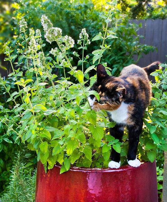 Gaea's Blessing Seeds - Catnip Seeds - Non-GMO Heirloom Seeds Nepata Cataria Open-Pollinated - with Easy to Follow Instructions - 90% Germination Rate Net Wt. 1.1g (Pack of 3)