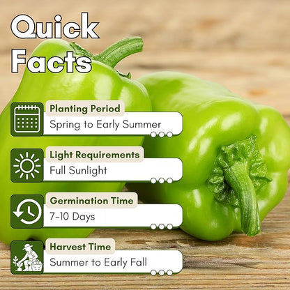 California Wonder 300 TMR Bell Pepper Seeds for Planting - Heirloom, Non-GMO Sweet Bell Peppers, Thick-Walled & Reliable, Home Garden Seeds | Woods Creek Seeds