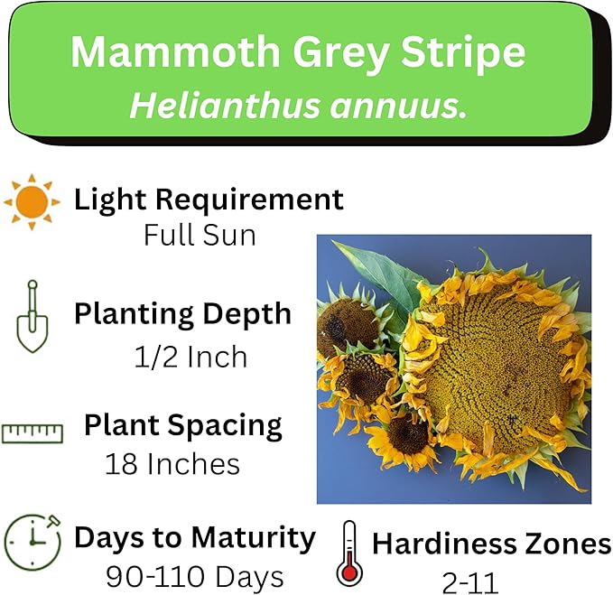 Mammoth Sunflower Seeds for Planting - Grow Giant Sun Flowers in Your Garden - 50 Non GMO Heirloom Seeds - Full Planting Instructions for Easy Grow - Great Gardening Gifts (2 Packets)