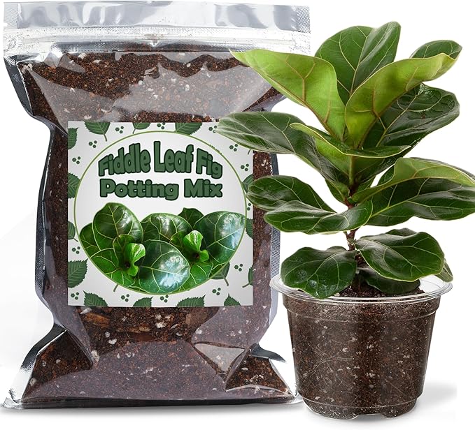Organic Fiddle Leaf Fig Potting Mix 4qt, Indoor Plants Potting Mix for All Potted Ficus Lyrata Plant, Grow Healthy houseplants Indoors