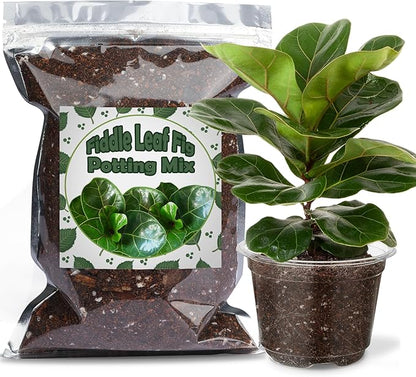 Organic Fiddle Leaf Fig Potting Mix 4qt, Indoor Plants Potting Mix for All Potted Ficus Lyrata Plant, Grow Healthy houseplants Indoors