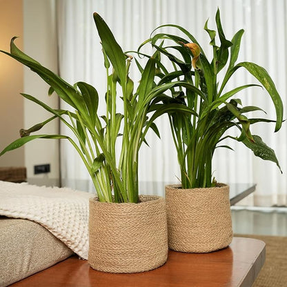 Jute Planter Basket-Woven Jute Rope Covers for Decorating Indoor/Outdoor Succulents, Small Plant Pots-Set of 2-Multi-Purpose Storage Bins 6.5 Inches - Modern Style Décor- Brown